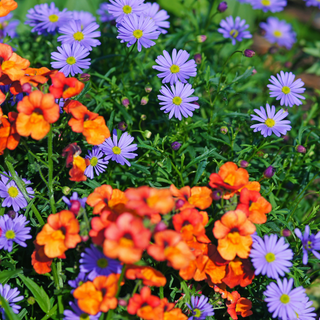 Orange nemesia in gardening bedding
